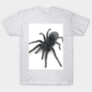 Grammostola pulchra Tarantula T-Shirt